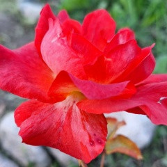 Марина Белова